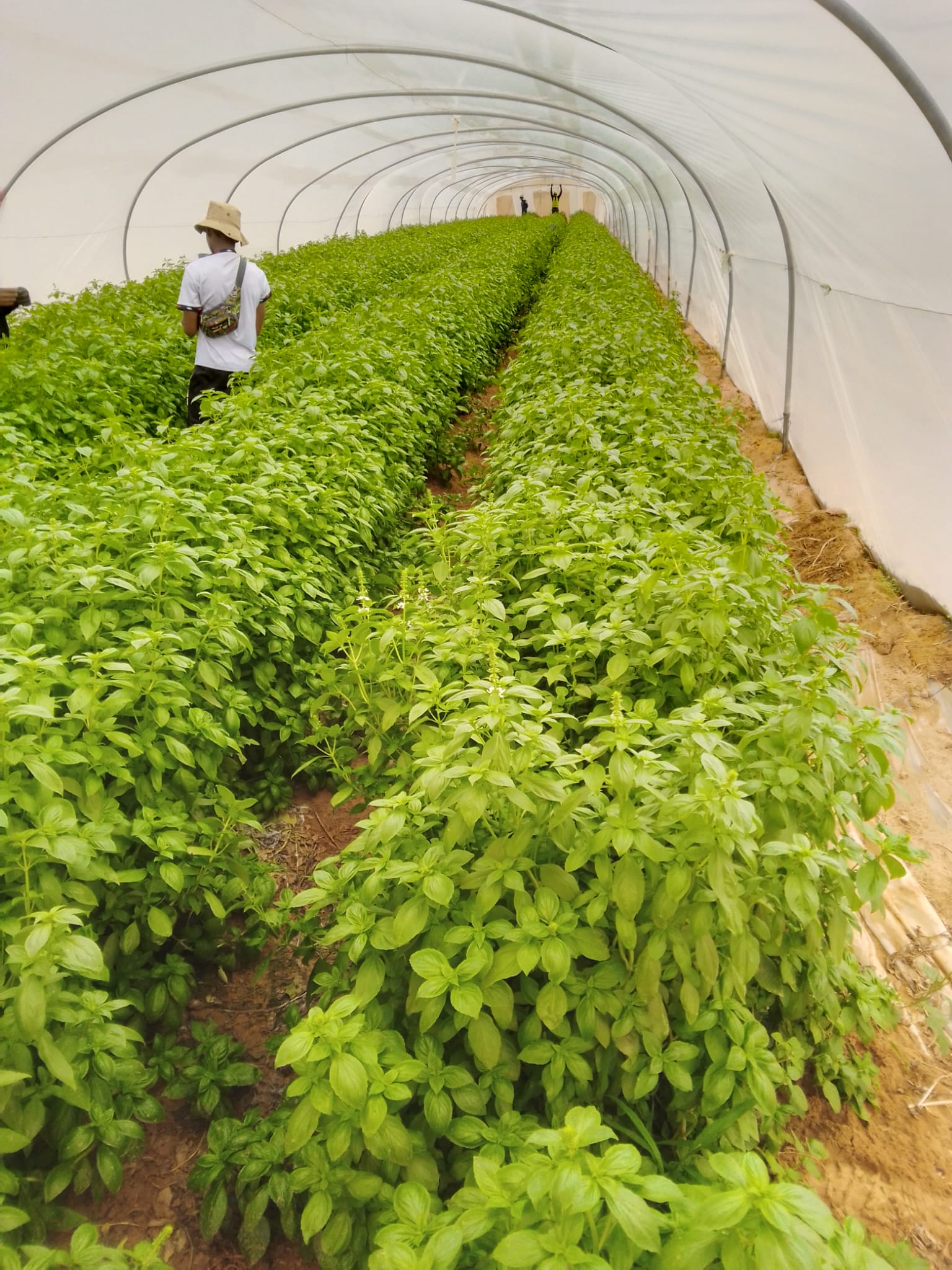 Woman carrying produce through a community garden with greenhouses